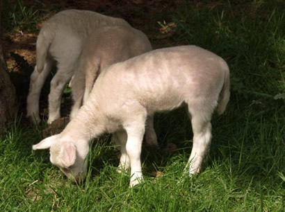 8 day old ewe lamb