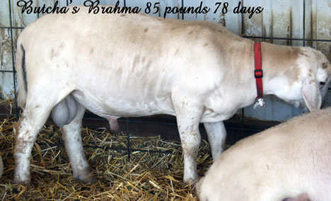 big brahma white dorper katahdin ram