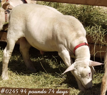 monteese white dorper katahdin heaviest ram