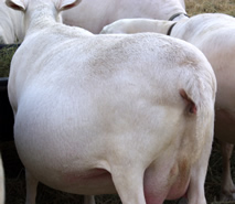 white dorper katahdin ewe