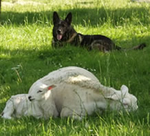 Aulee enjoying the hair lambs