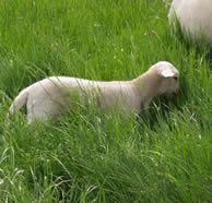 hair lamb grazing with mom