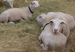 hair ewe with twins