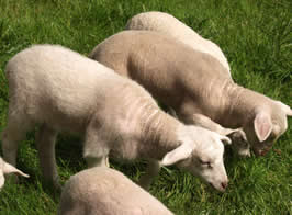 young hair lambs  enjoying the grass