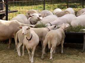 hair lambs with moms