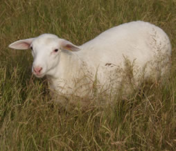 n4 white dorper ewe lamb