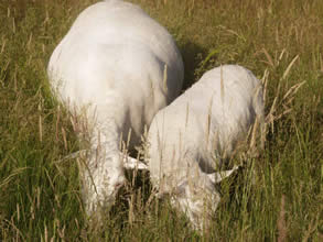 ewe lamb grazing next to a ewe