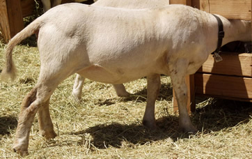 long bodied hair ewe lamb