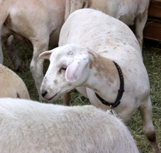 white dorper katahdin ewe lamb