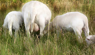 ewe with twins