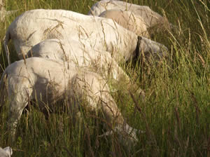 lambs grazing with ewe