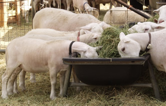 hair lambs eating with ewes