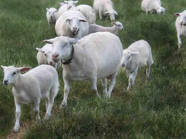 hair ewes with hair lambs after grazing