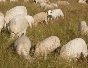 hair lambs grazing with hair ewes