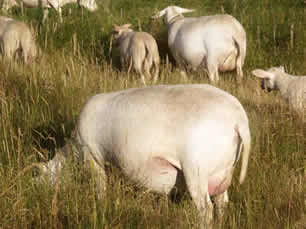 hair ewes with hair lambs