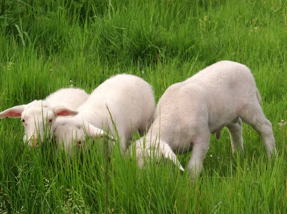 lustrous coat hair lambs