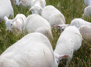 hair lambs grazing