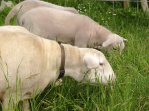 White Dorper yrling with hair lambs
