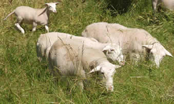 hair ewes on red barn pasture