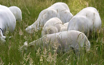 hair lambs grazing