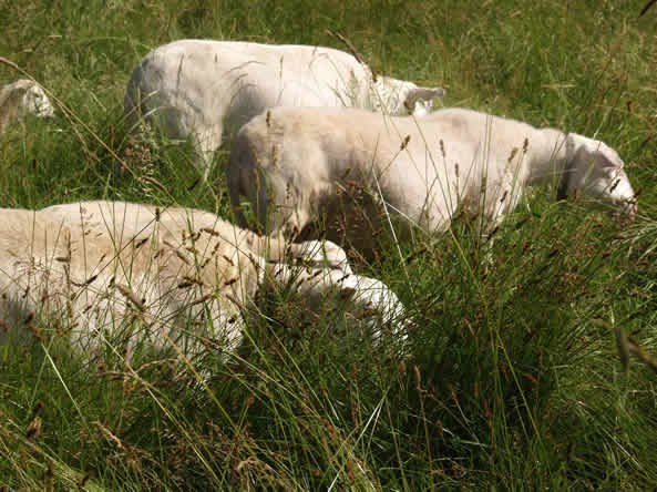 hair ewes maintaining good body score