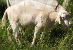 hair ram lambs