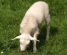 hair lamb eating pine needles