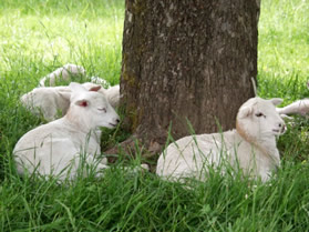 hair lambs under the tree