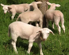 hair lambs exploring
