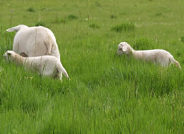 hair lambs grazing with mom