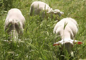 hair lambs on red barn pasture
