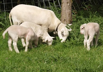 hair lambs learning to eat forages