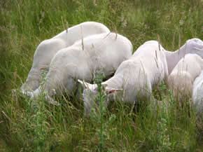 hair lambs grazing
