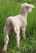 lustrous 9 day ram lamb