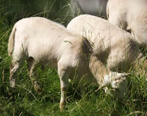 hair lambs grazing red barn pasture