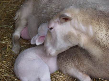 Honey Gen lustrous ewe triplets