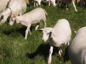 hair lambs going out to graze