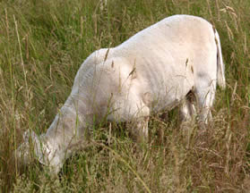 hair lambs grazing