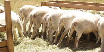 hair lambs at their trough