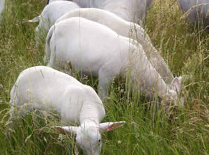 hair lambs foraging