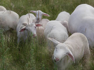 hair lambs picking thistles
