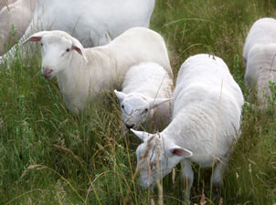 hair lamb eating weeds
