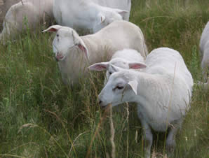 hair lambs eating thistles