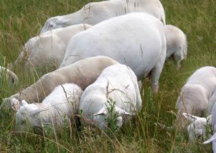 hair lambs eating thistles
