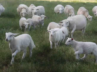 hair herd coming in from grazing