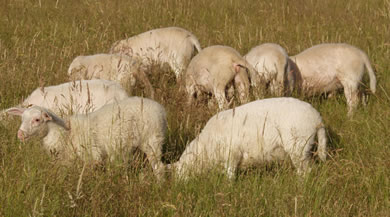 hair lambs foraging