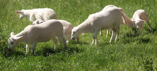 ewe lambs picking off thistles