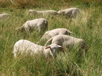 hair lambs in tall grass