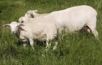 hair ewe yrling with hair lambs