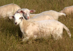 hair ewe lamb